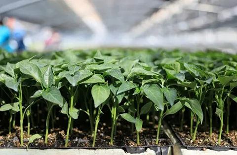 تصویر 2 از نشا فلفل دلمه‌ ای صادراتی با بسته‌ بندی استاندارد